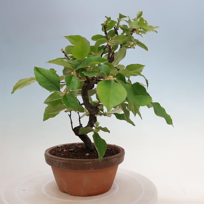 Bonsai voor buiten - Pseudocydonia sinensis - Chinese kweepeer