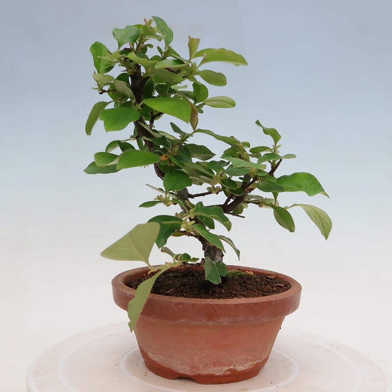 Bonsai voor buiten - Pseudocydonia sinensis - Chinese kweepeer