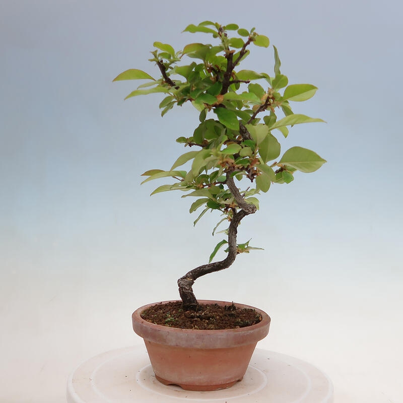 Bonsai voor buiten - Pseudocydonia sinensis - Chinese kweepeer