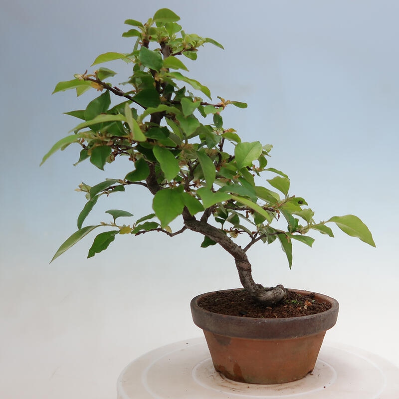 Bonsai voor buiten - Pseudocydonia sinensis - Chinese kweepeer