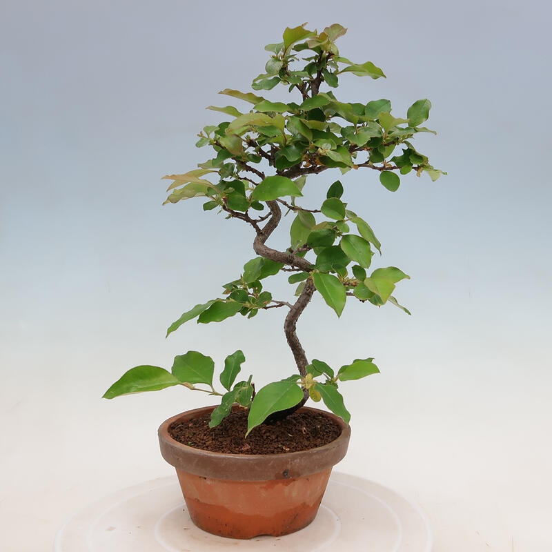 Bonsai voor buiten - Pseudocydonia sinensis - Chinese kweepeer