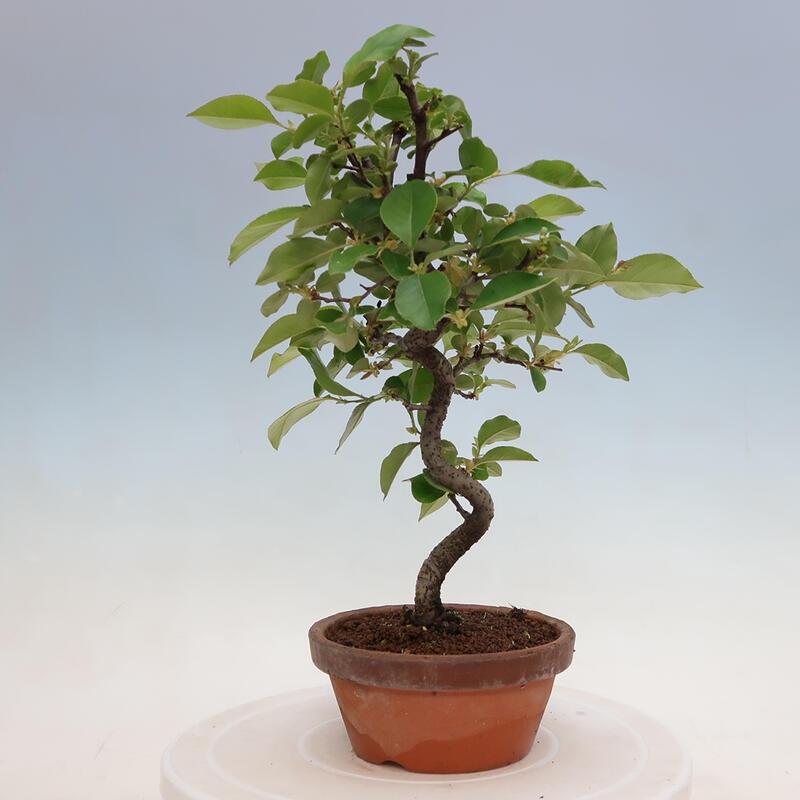 Bonsai voor buiten - Pseudocydonia sinensis - Chinese kweepeer