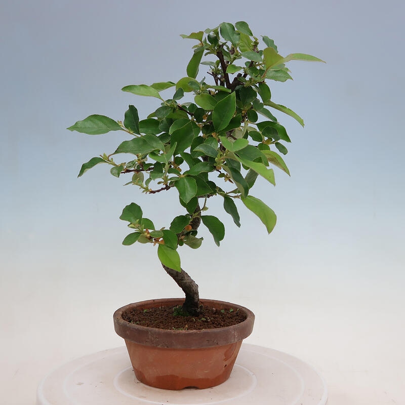 Bonsai voor buiten - Pseudocydonia sinensis - Chinese kweepeer