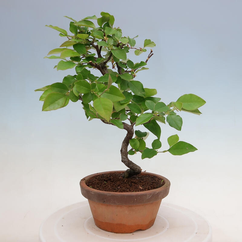 Bonsai voor buiten - Pseudocydonia sinensis - Chinese kweepeer