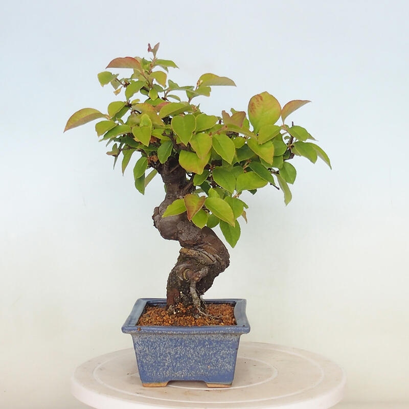 Bonsai voor buiten - Pseudocydonia sinensis - Chinese kweepeer