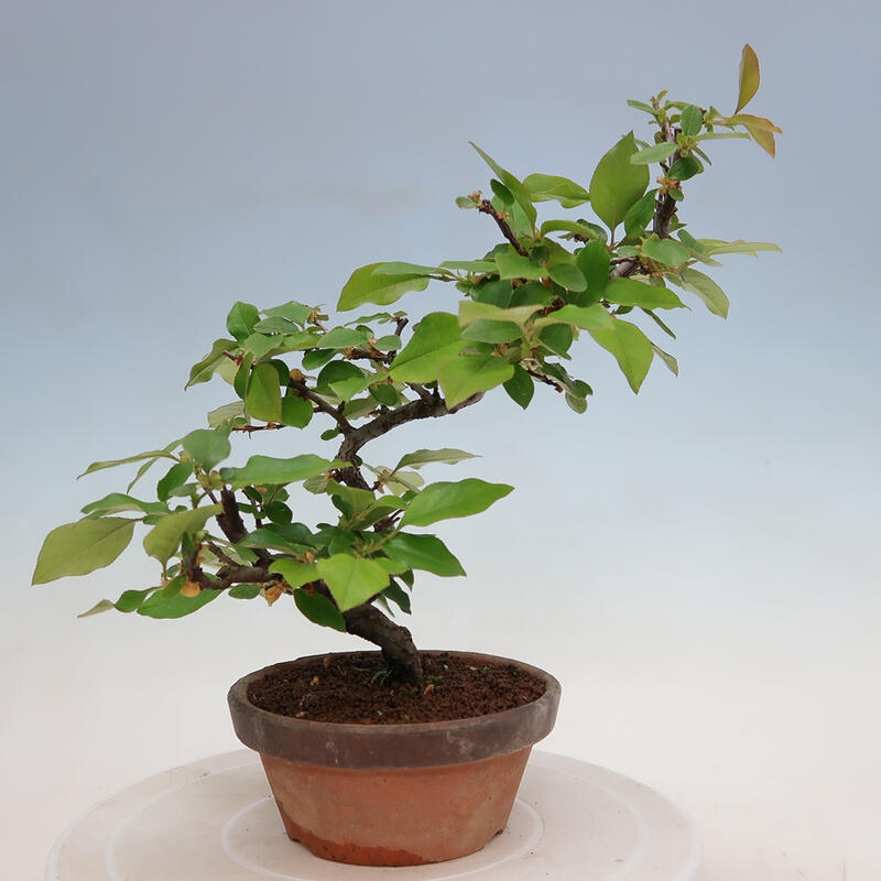 Bonsai voor buiten - Pseudocydonia sinensis - Chinese kweepeer
