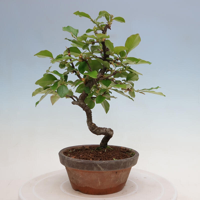 Bonsai voor buiten - Pseudocydonia sinensis - Chinese kweepeer