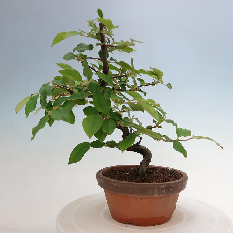 Bonsai voor buiten - Pseudocydonia sinensis - Chinese kweepeer