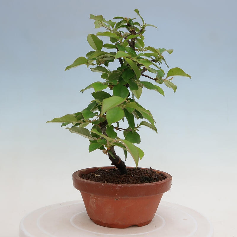Bonsai voor buiten - Pseudocydonia sinensis - Chinese kweepeer