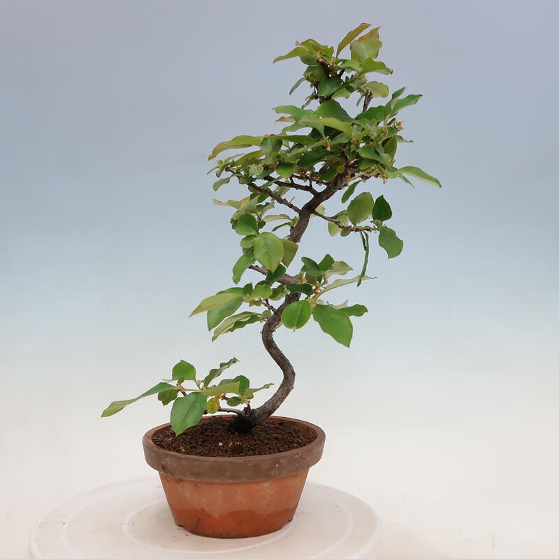 Bonsai voor buiten - Pseudocydonia sinensis - Chinese kweepeer