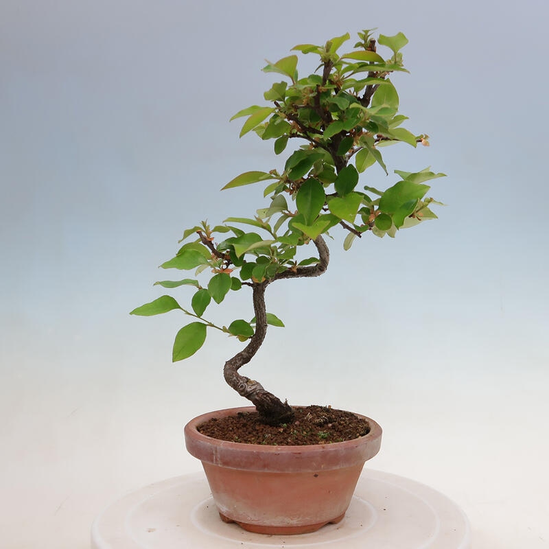Bonsai voor buiten - Pseudocydonia sinensis - Chinese kweepeer