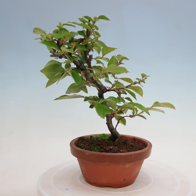Bonsai voor buiten - Pseudocydonia sinensis - Chinese kweepeer