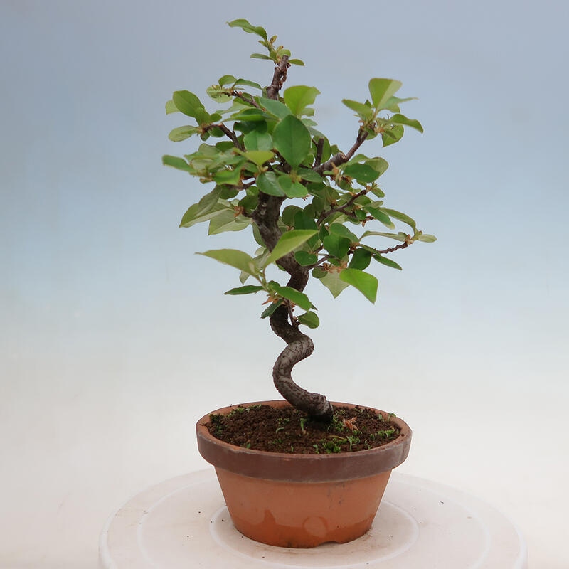 Bonsai voor buiten - Pseudocydonia sinensis - Chinese kweepeer