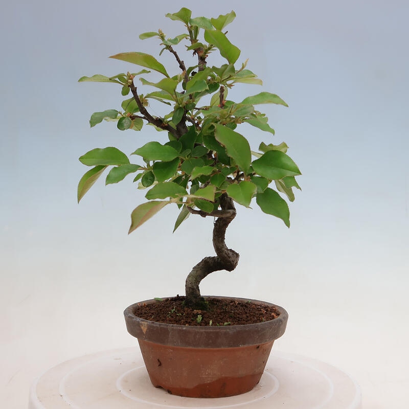Bonsai voor buiten - Pseudocydonia sinensis - Chinese kweepeer