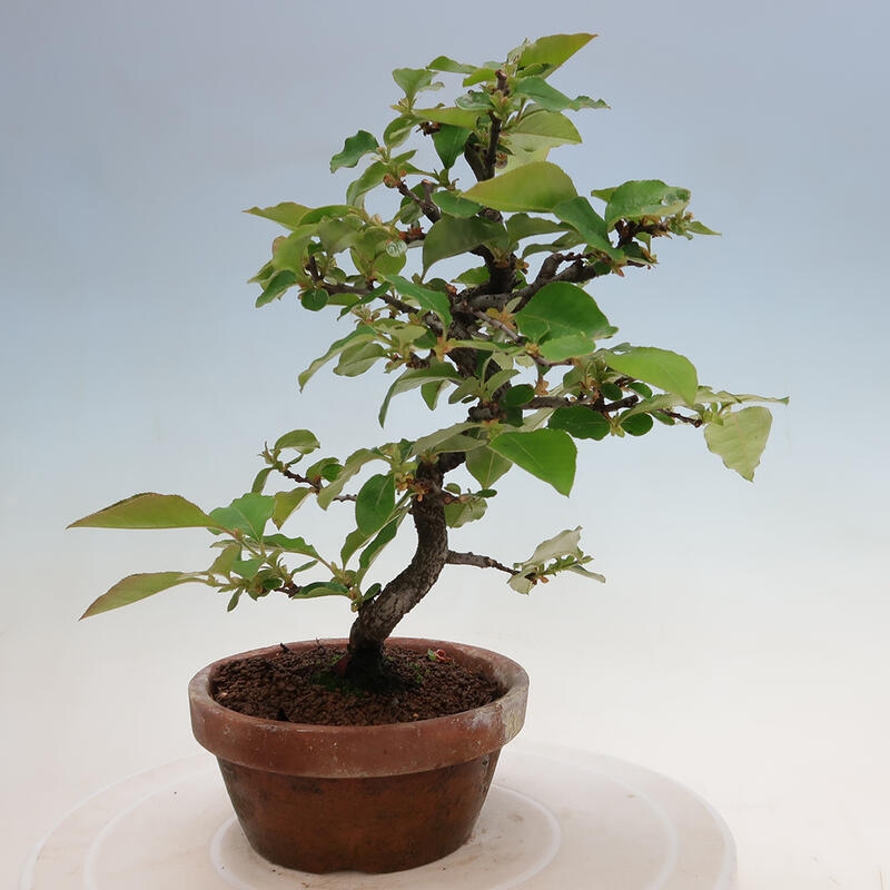 Bonsai voor buiten - Pseudocydonia sinensis - Chinese kweepeer