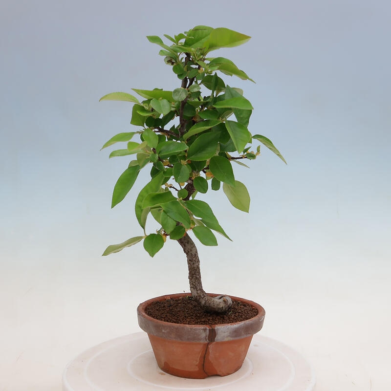 Bonsai voor buiten - Pseudocydonia sinensis - Chinese kweepeer