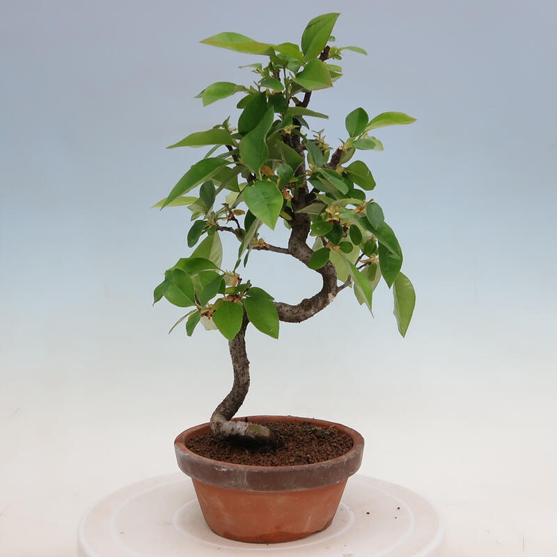 Bonsai voor buiten - Pseudocydonia sinensis - Chinese kweepeer