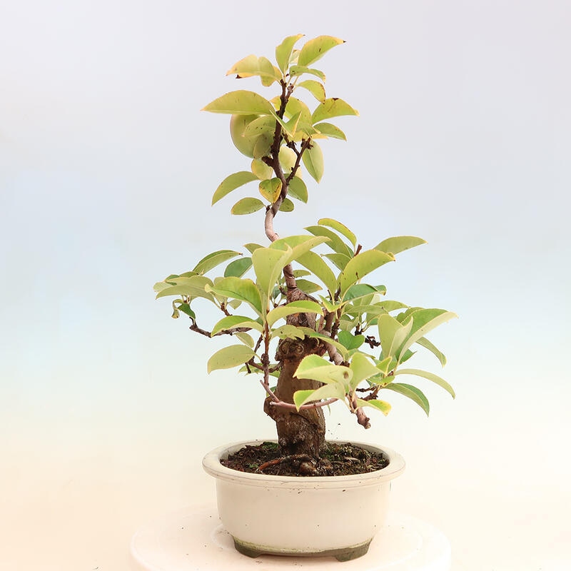 Bonsai voor buiten - Pseudocydonia sinensis - Chinese kweepeer