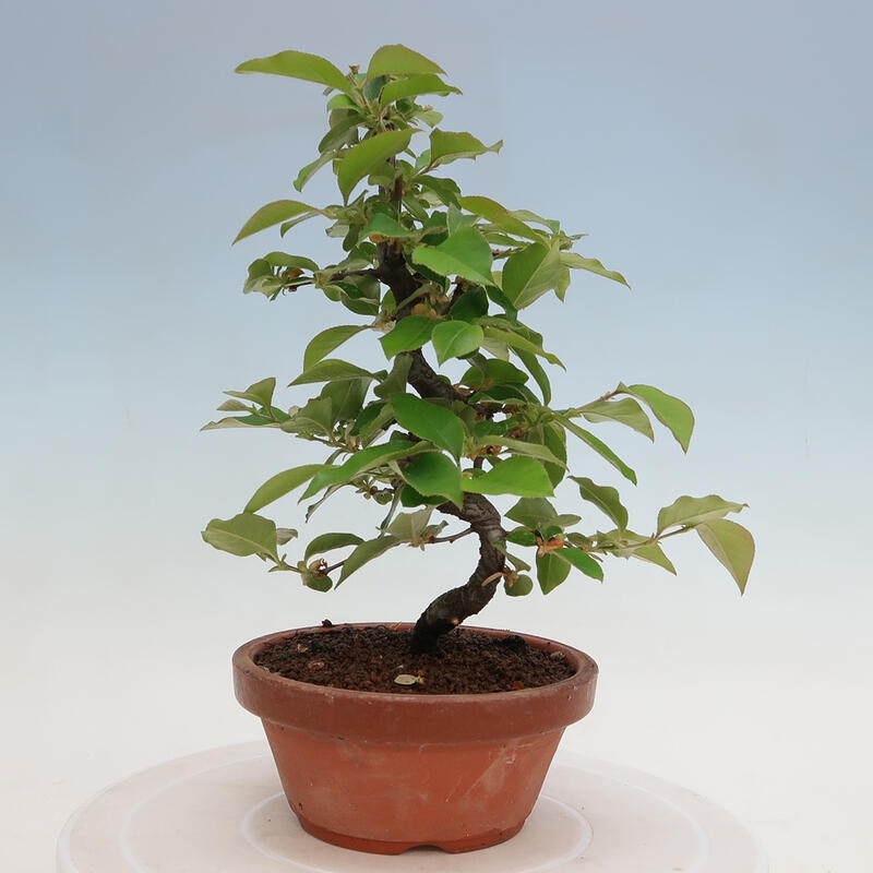 Bonsai voor buiten - Pseudocydonia sinensis - Chinese kweepeer