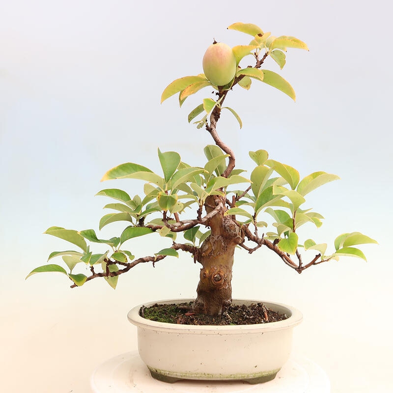 Bonsai voor buiten - Pseudocydonia sinensis - Chinese kweepeer