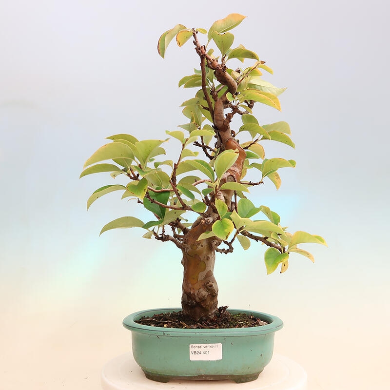 Bonsai voor buiten - Pseudocydonia sinensis - Chinese kweepeer