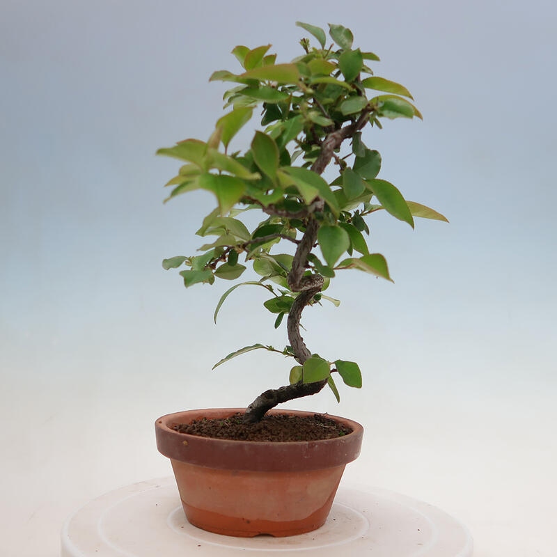 Bonsai voor buiten - Pseudocydonia sinensis - Chinese kweepeer