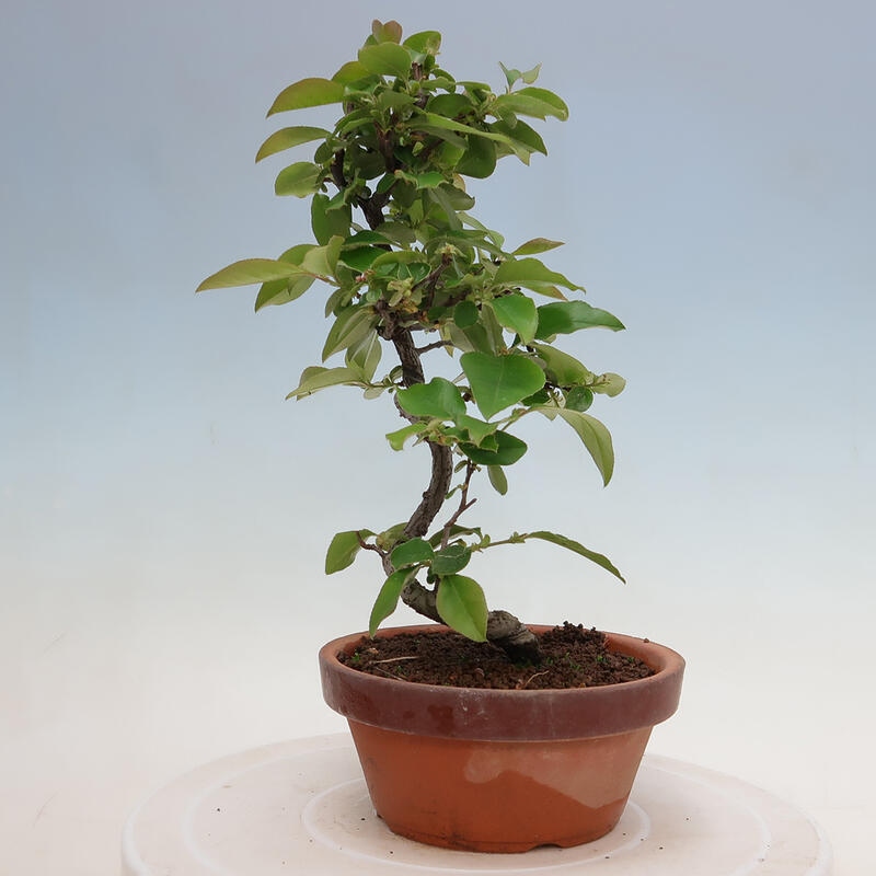 Bonsai voor buiten - Pseudocydonia sinensis - Chinese kweepeer