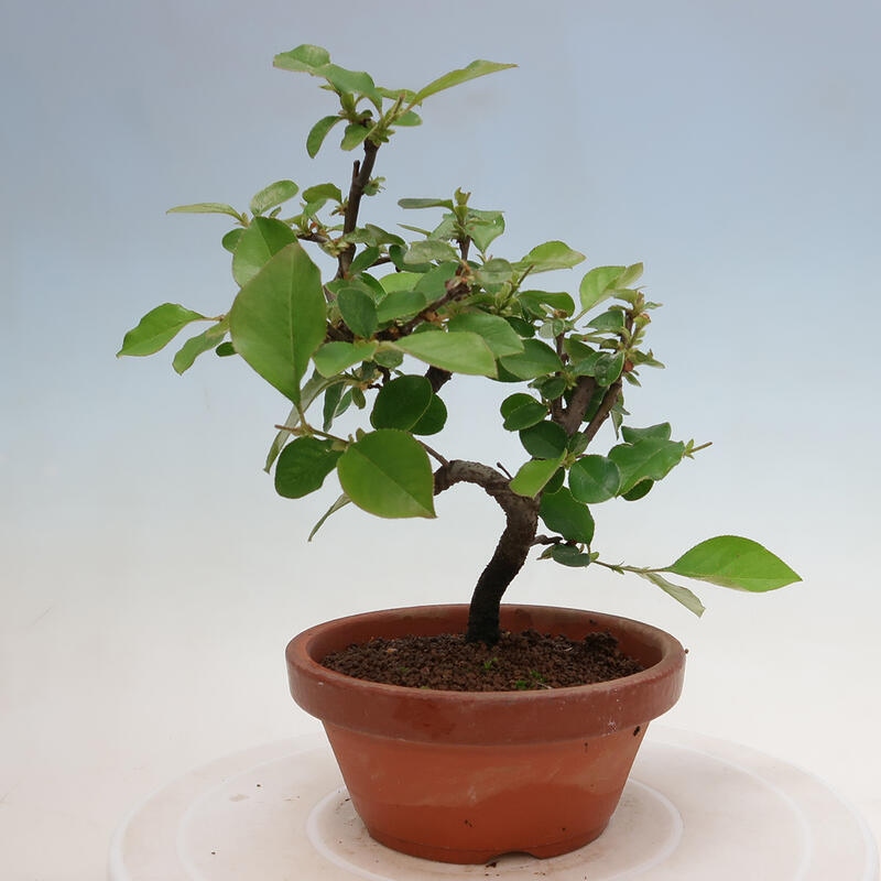 Bonsai voor buiten - Pseudocydonia sinensis - Chinese kweepeer
