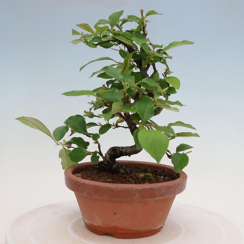 Bonsai voor buiten - Pseudocydonia sinensis - Chinese kweepeer