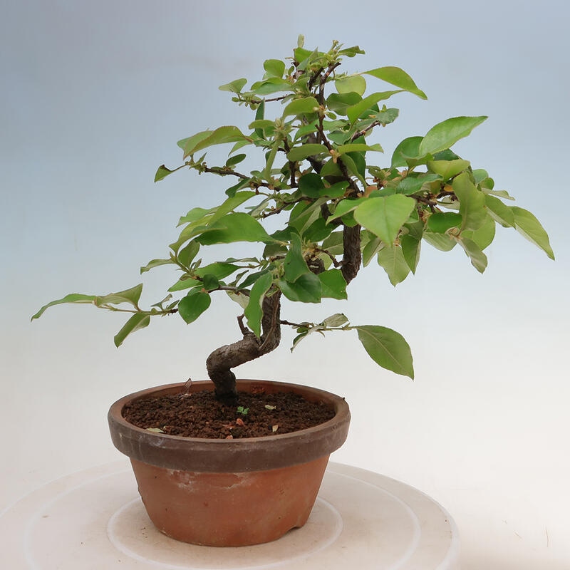 Bonsai voor buiten - Pseudocydonia sinensis - Chinese kweepeer