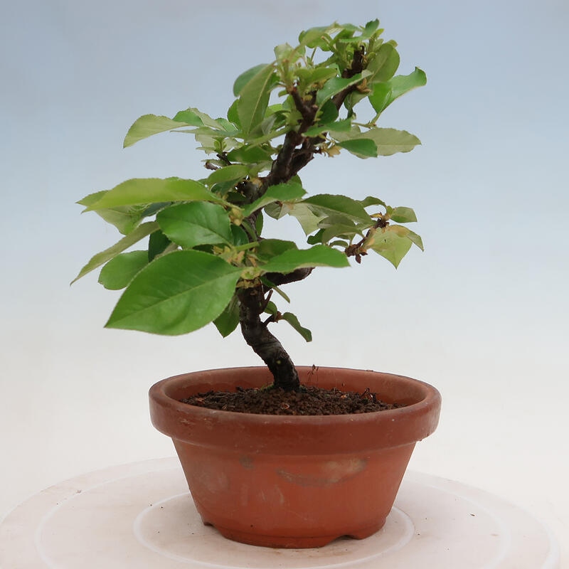 Bonsai voor buiten - Pseudocydonia sinensis - Chinese kweepeer