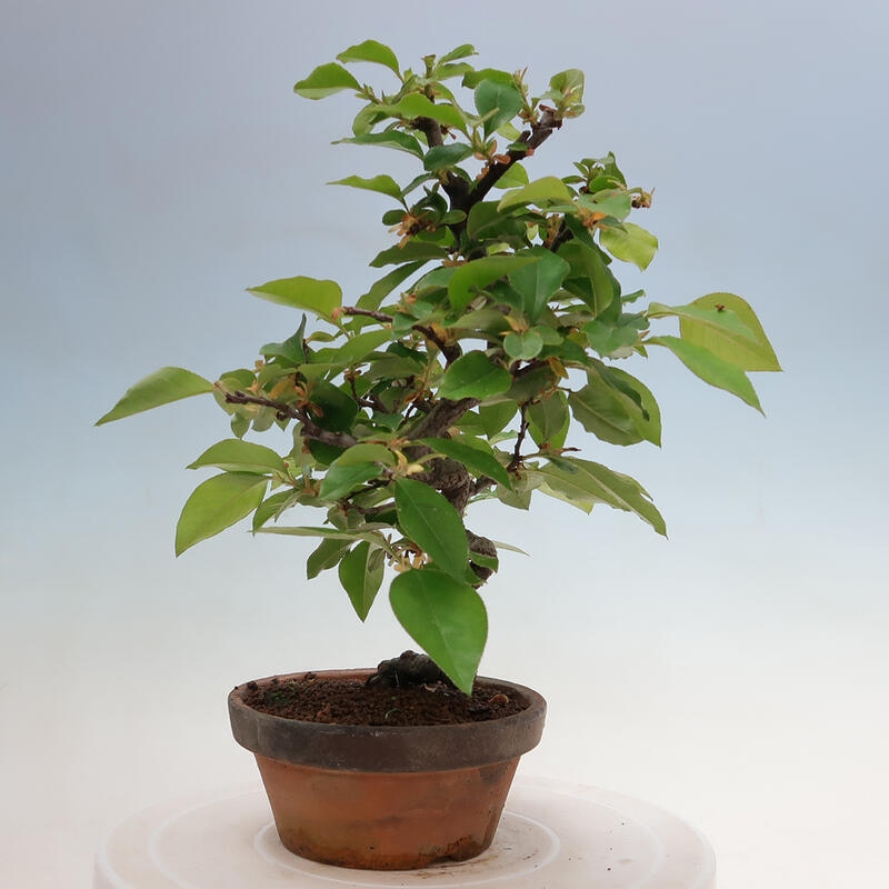 Bonsai voor buiten - Pseudocydonia sinensis - Chinese kweepeer