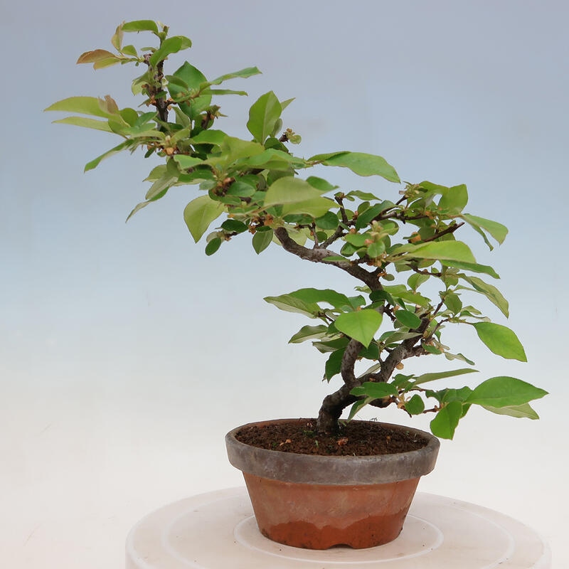 Bonsai voor buiten - Pseudocydonia sinensis - Chinese kweepeer