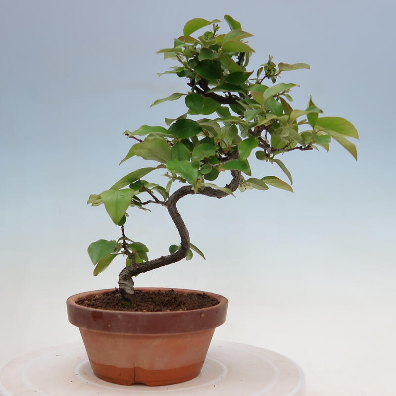 Bonsai voor buiten - Pseudocydonia sinensis - Chinese kweepeer