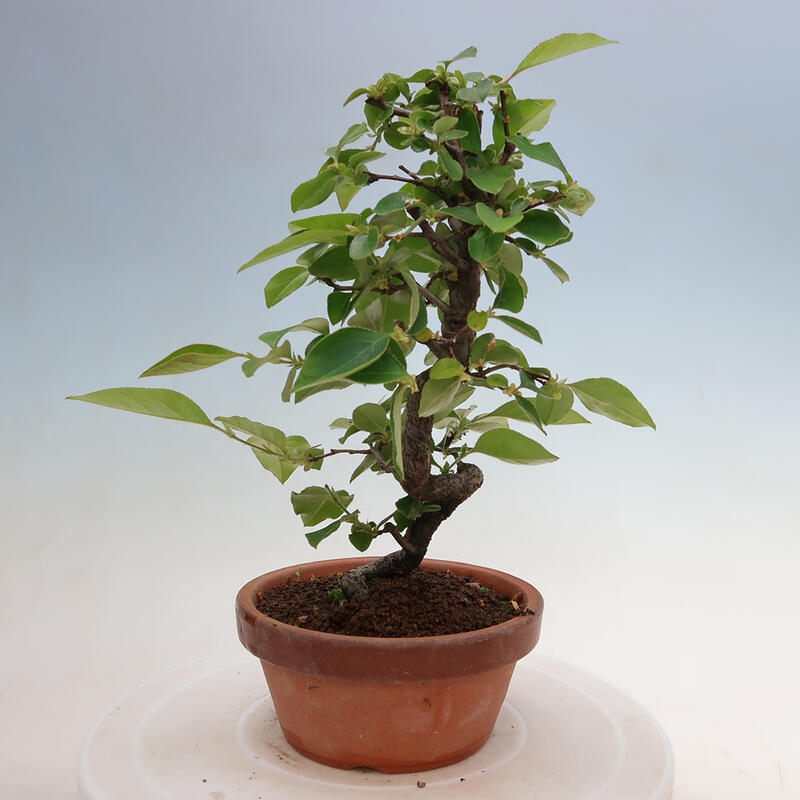 Bonsai voor buiten - Pseudocydonia sinensis - Chinese kweepeer