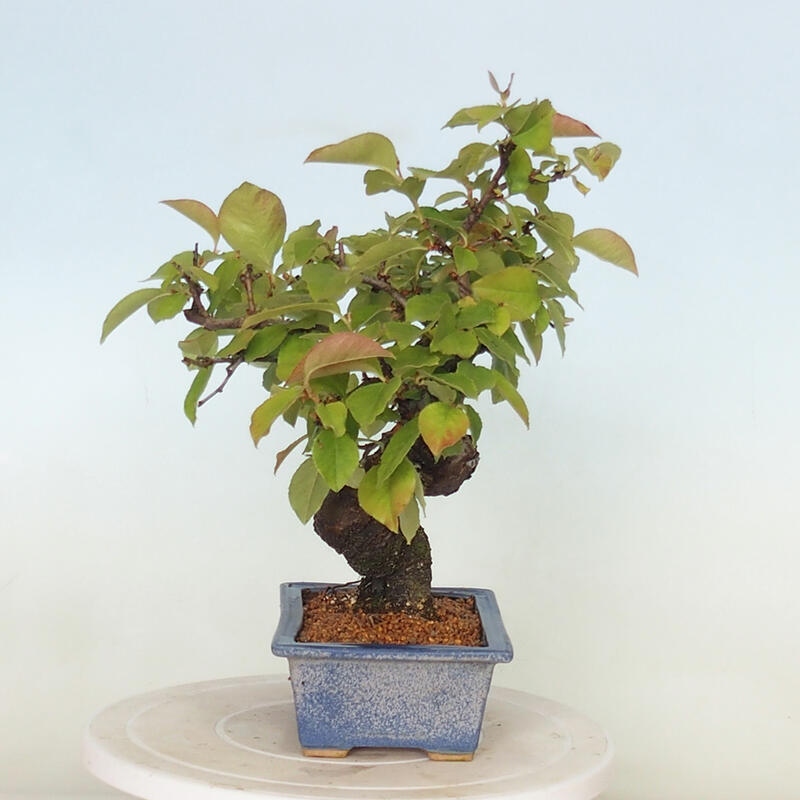 Bonsai voor buiten - Pseudocydonia sinensis - Chinese kweepeer