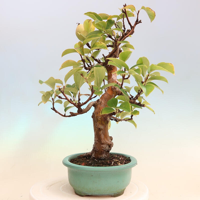 Bonsai voor buiten - Pseudocydonia sinensis - Chinese kweepeer