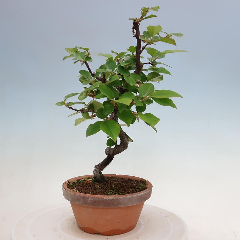 Bonsai voor buiten - Pseudocydonia sinensis - Chinese kweepeer