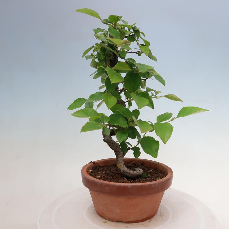 Bonsai voor buiten - Pseudocydonia sinensis - Chinese kweepeer