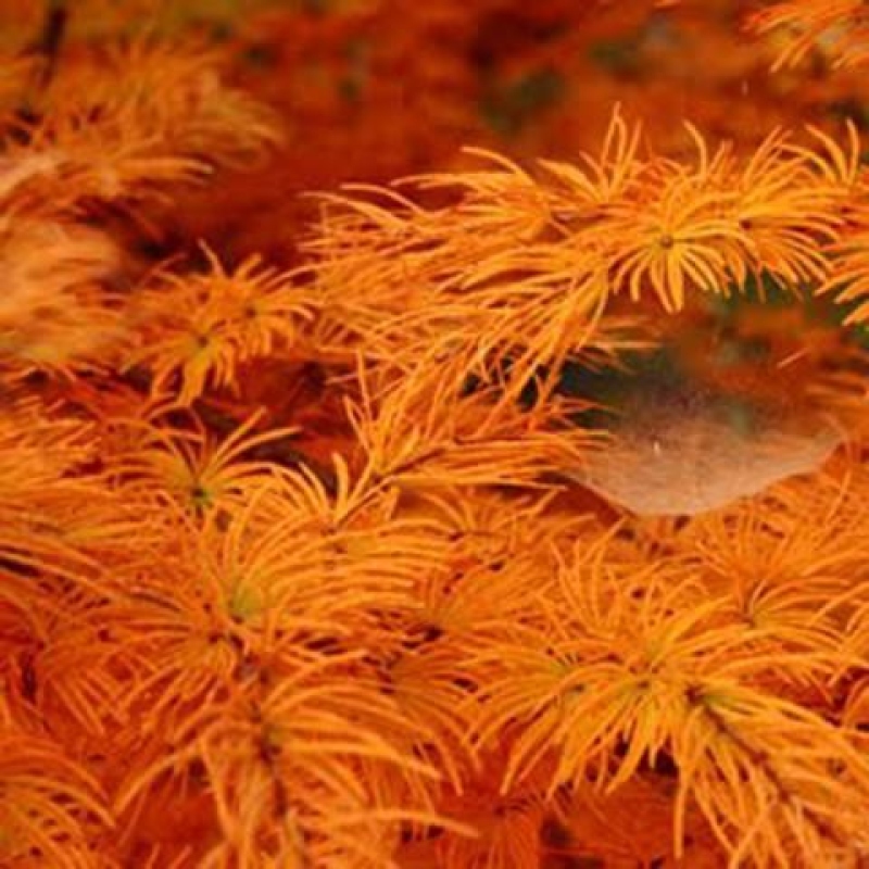 Bonsai voor buiten -Pseudolarix amabis-Pseudolarix amabis