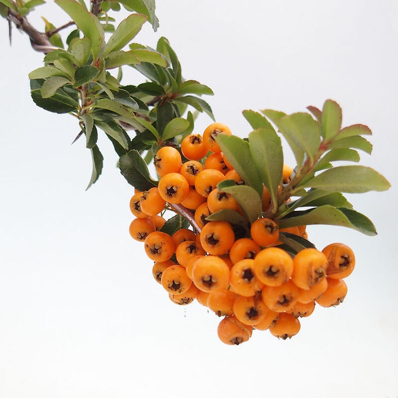 Buitenbonsai - Pyracantha teton - Vuurdoorn