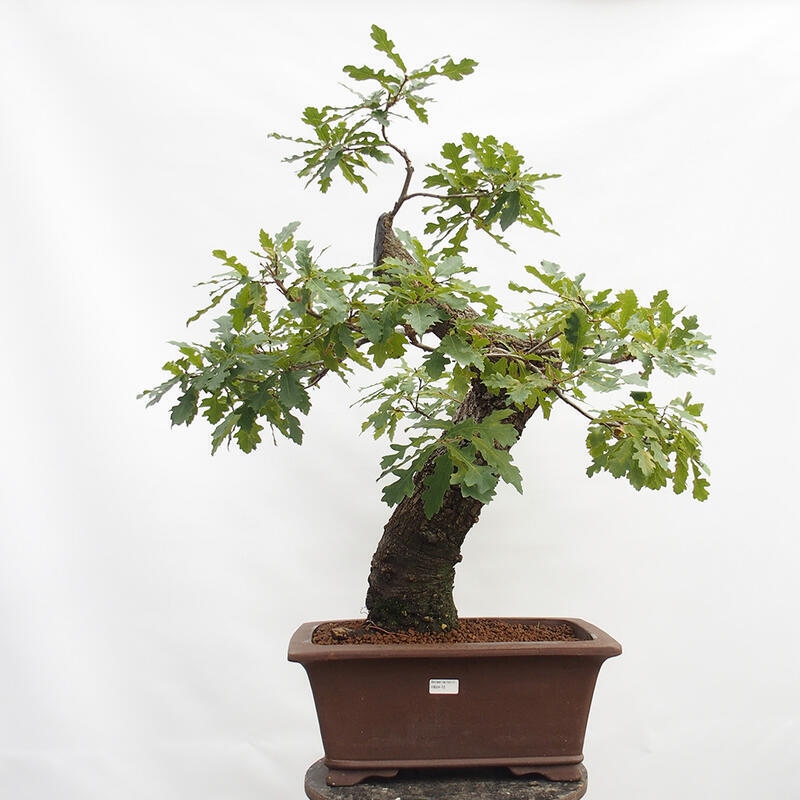 Buiten bonsai Quercus Cerris - Eik Cer