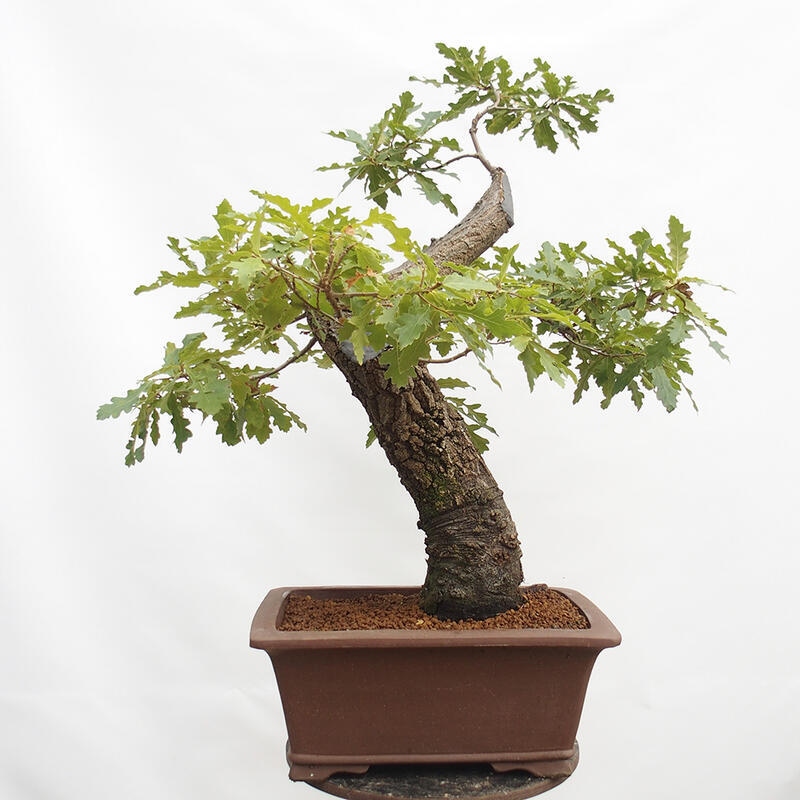 Buiten bonsai Quercus Cerris - Eik Cer