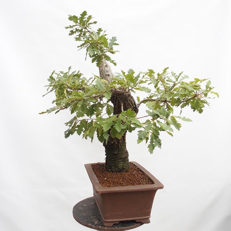 Buiten bonsai Quercus Cerris - Eik Cer