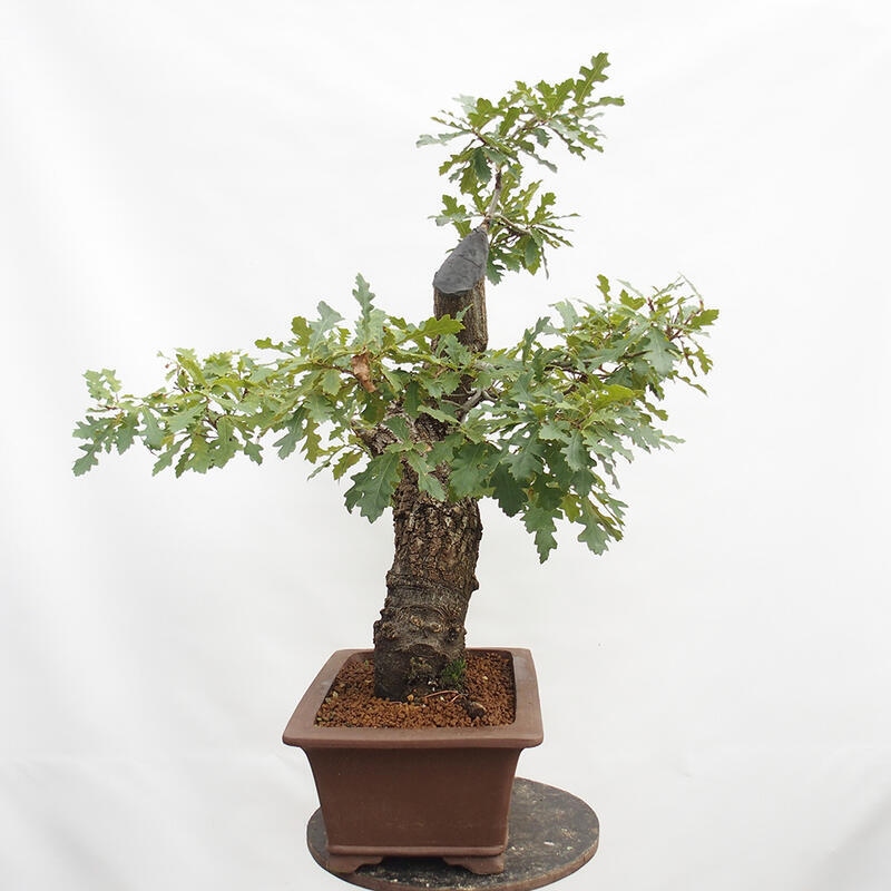 Buiten bonsai Quercus Cerris - Eik Cer
