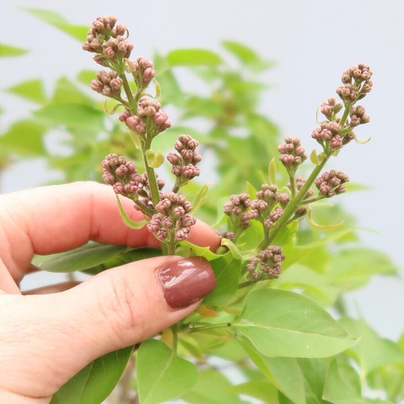 Bonsai voor buiten - Sering - Syringa vulgaris