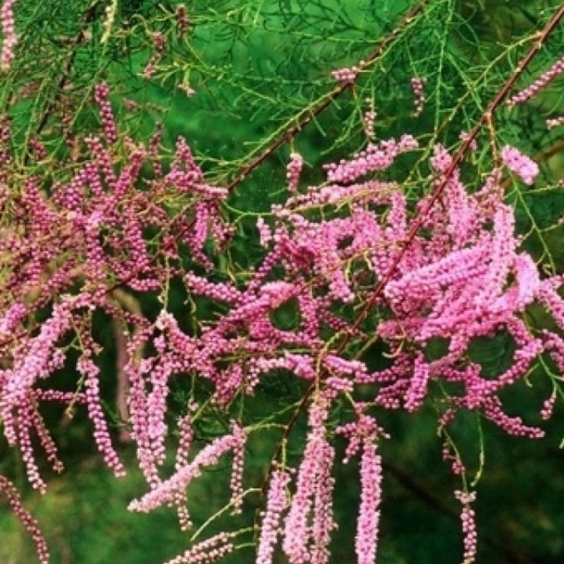 Bonsai voor buiten - Tamarisk - Tamarix