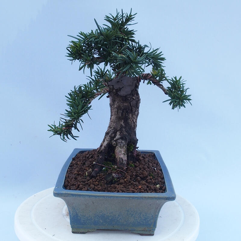 Bonsai voor buiten - Taxus cuspidata - Japanse Taxus