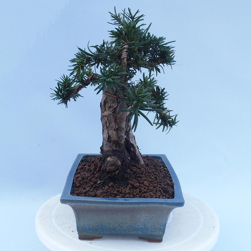 Bonsai voor buiten - Taxus cuspidata - Japanse Taxus