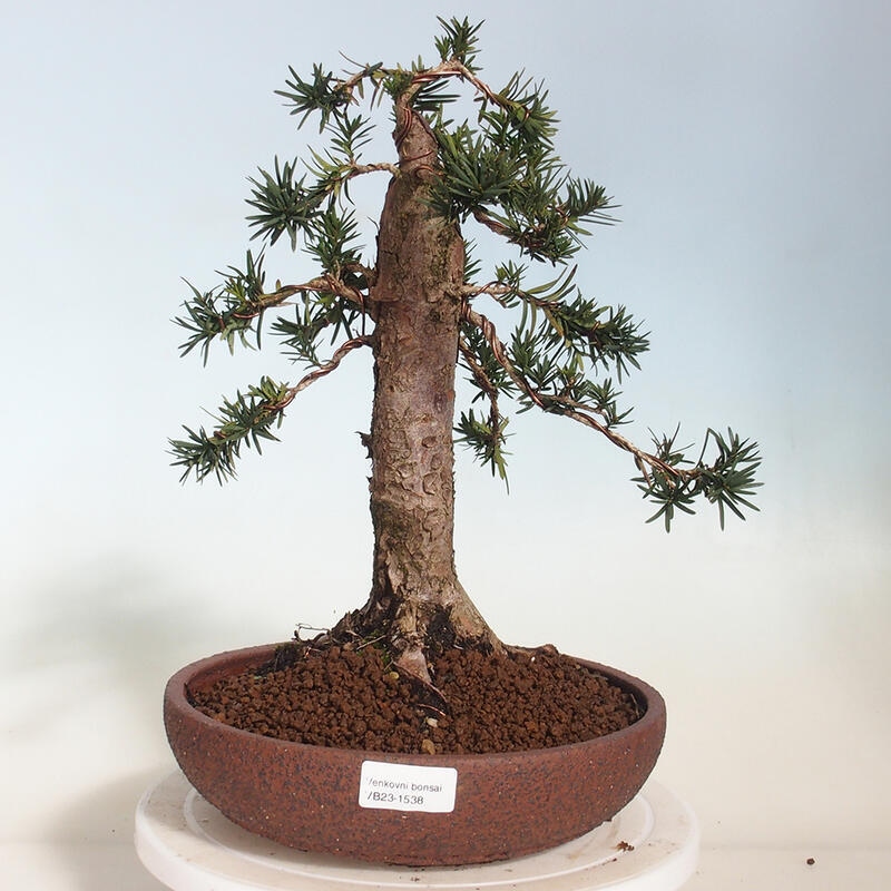 Bonsai voor buiten - Taxus cuspidata - Japanse Taxus